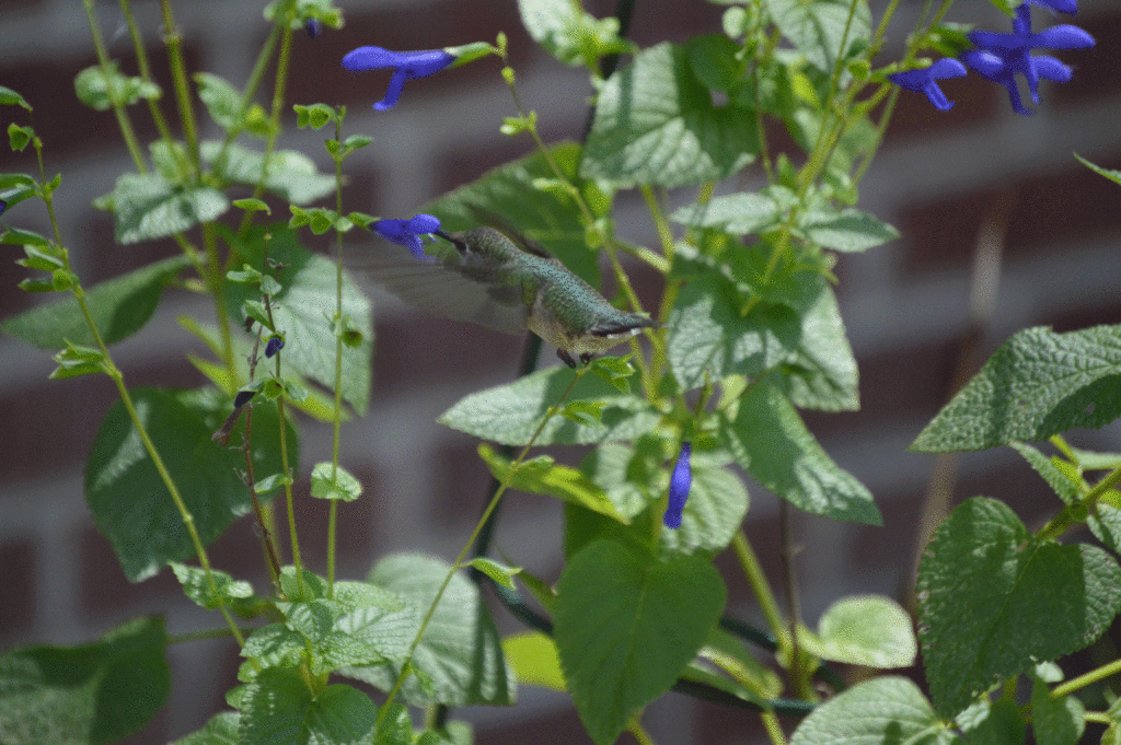 hbird-salvia