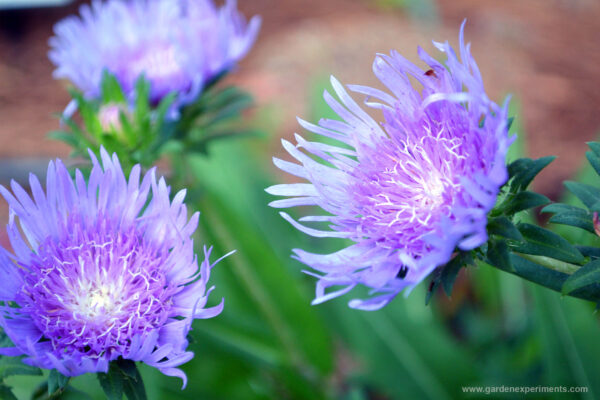 Stokes aster