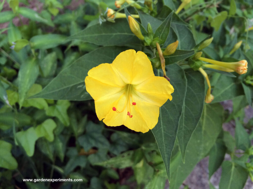 Yellow 4 o'clock flower