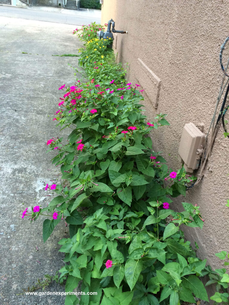 Four O'Clock Alley