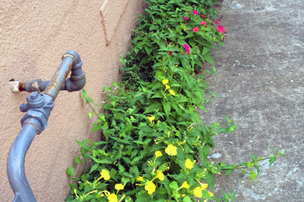 Four O'Clocks planted in the alley