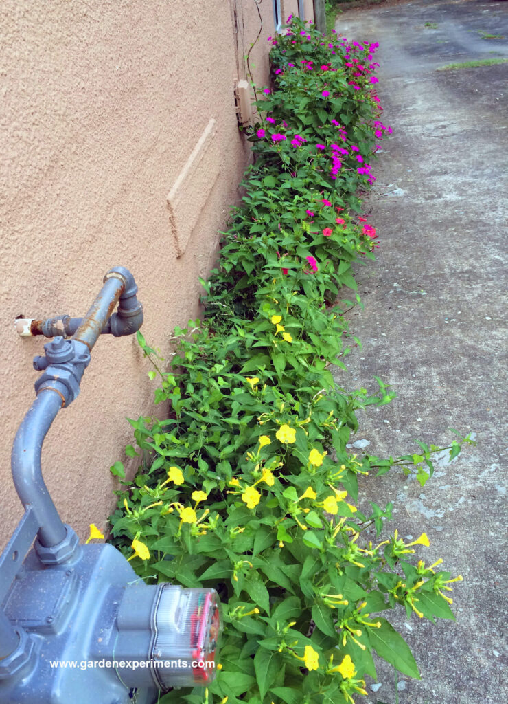 Four O'Clocks planted in the alley