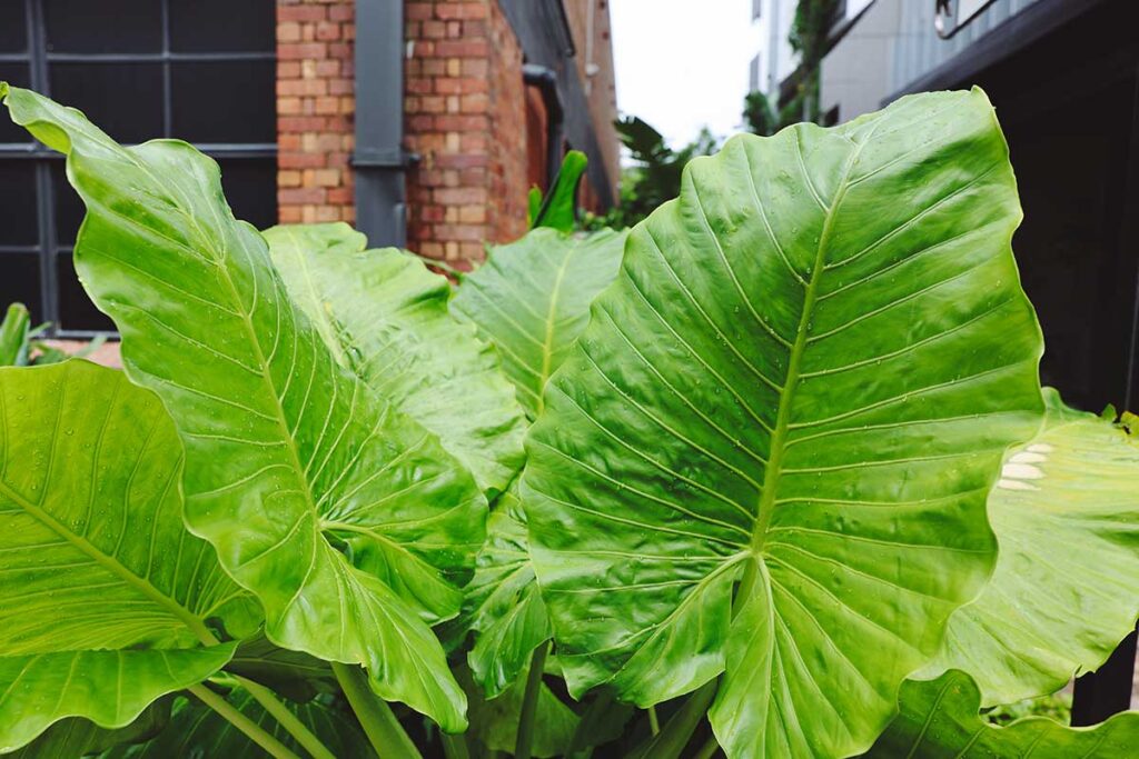 Alocasia or elephant ears