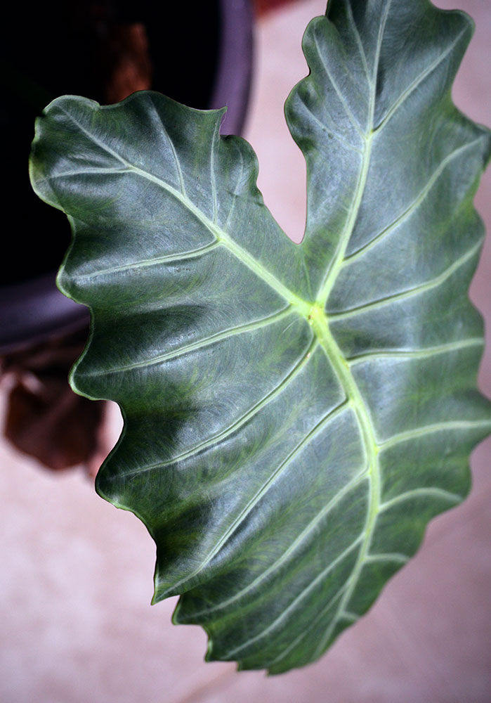 Alocasia - Mayan Mask Elephant Ear