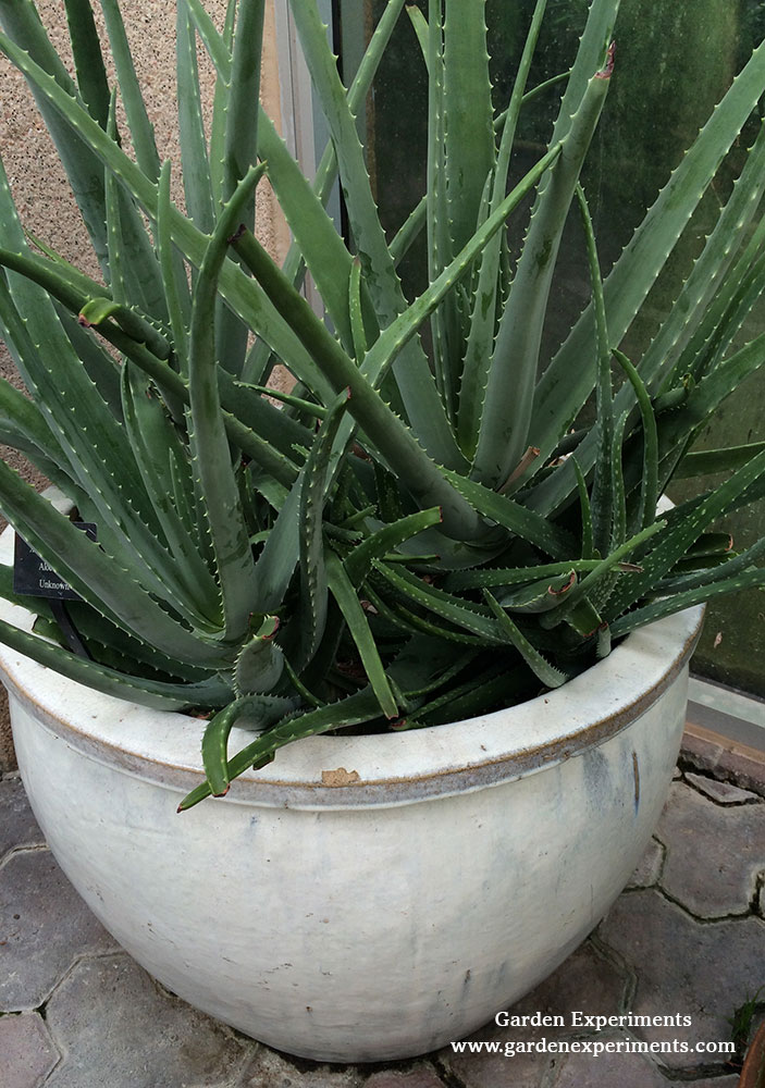 Aloe vera