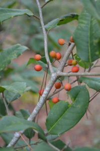 American Holly Berries