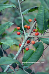 American holly