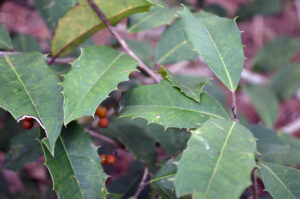 American Holly