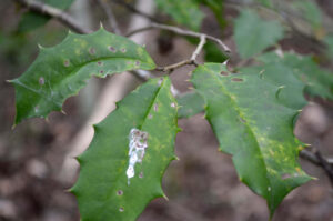 American Holly