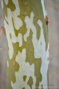 American sycamore bark