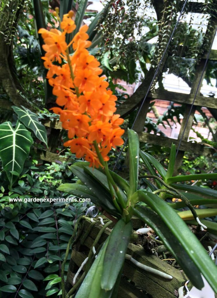 Ascocentrum miniatum