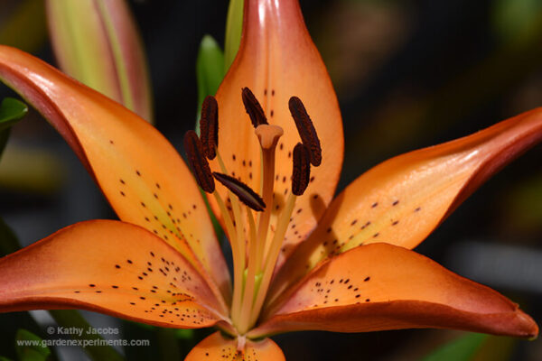 Asiatic Lily