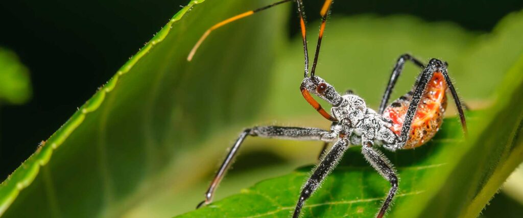 Adult Assassin Bug sitting on a leaf with its rostrum visible. 