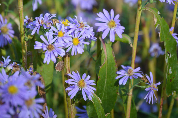 Fall Aster