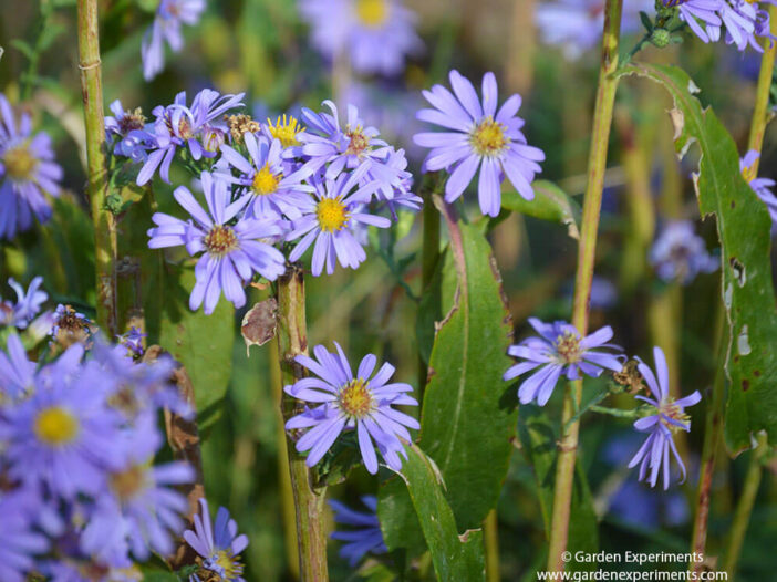 Fall Aster