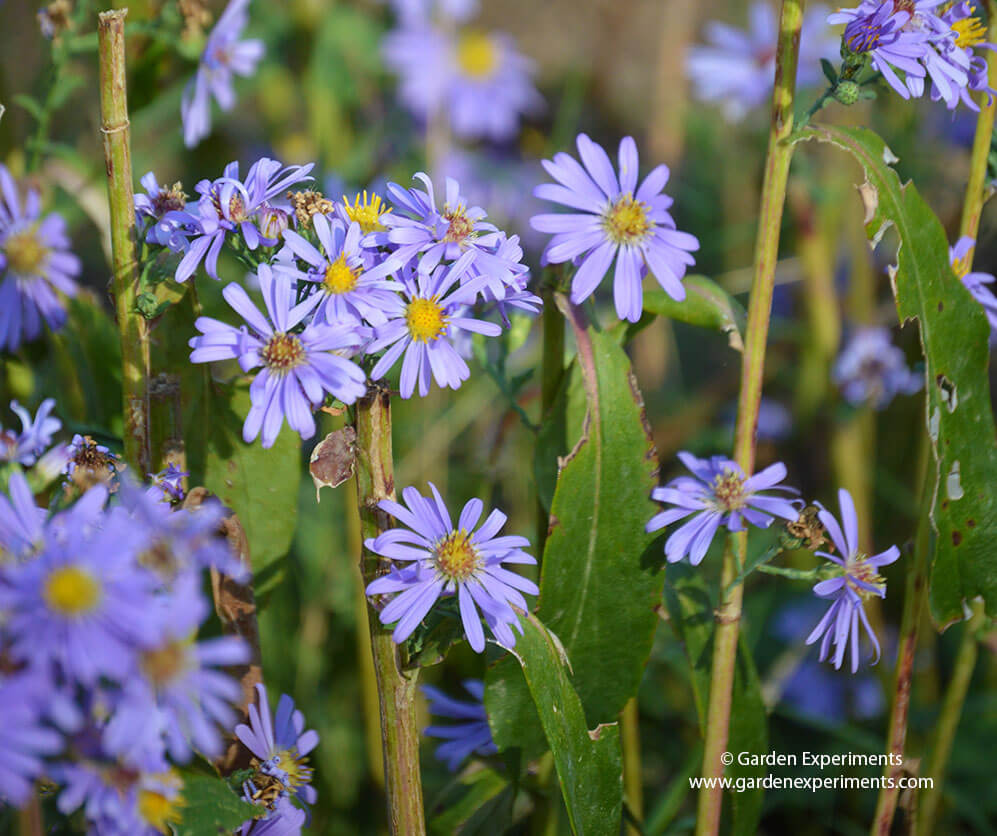 Fall Aster