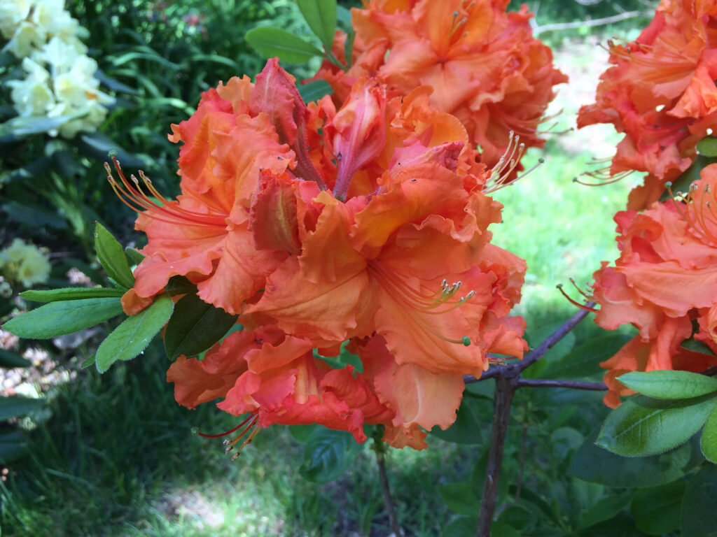 Orange azalea