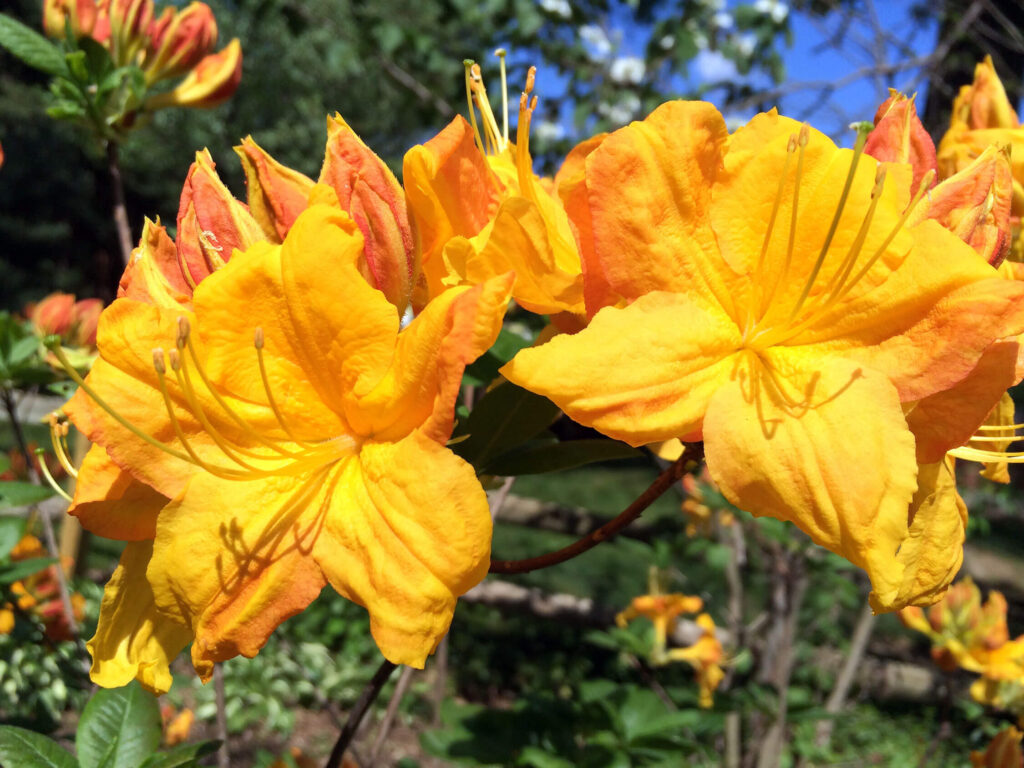 Orange azalea