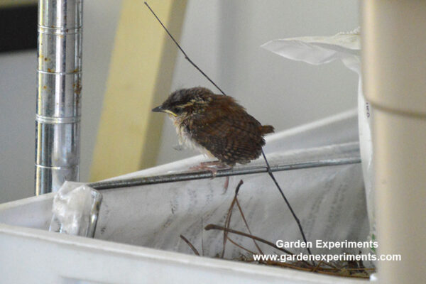 Jenny wren baby bird