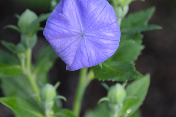 Balloon Flower in the Bud Stage