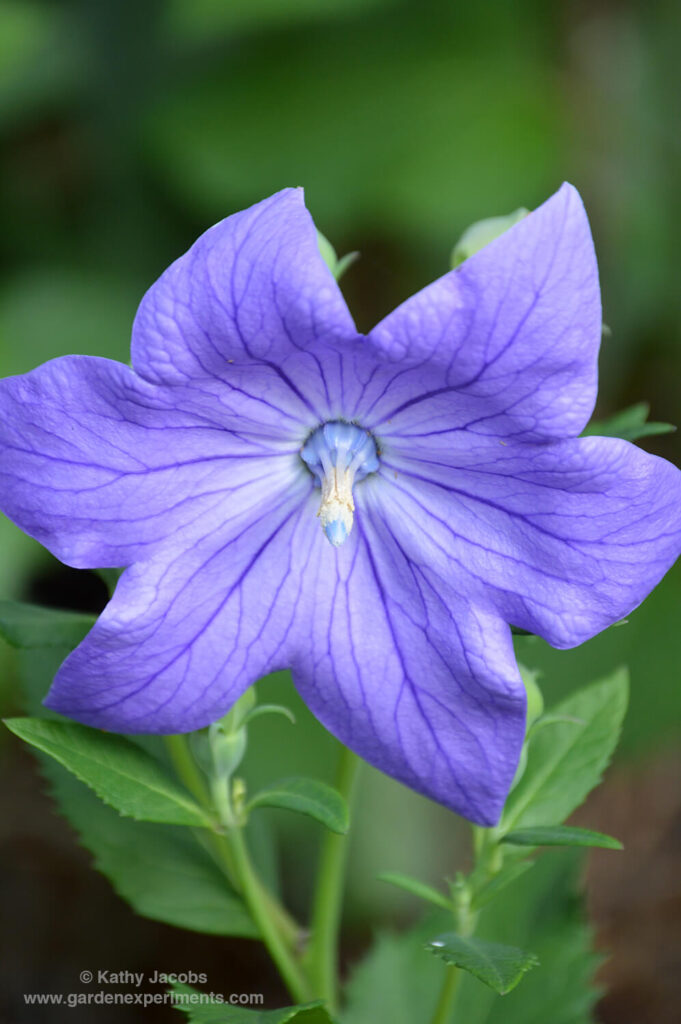 Balloon Flower