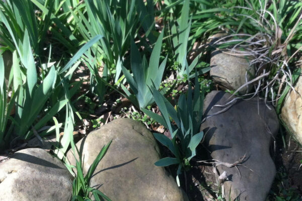 Dark purple iris along the bank