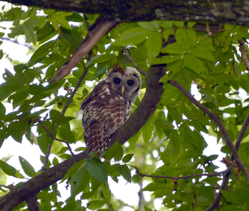 Baby barred owl