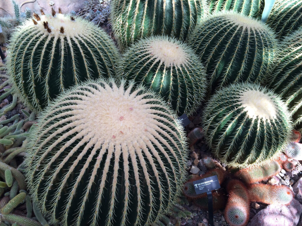 Barrel cacti