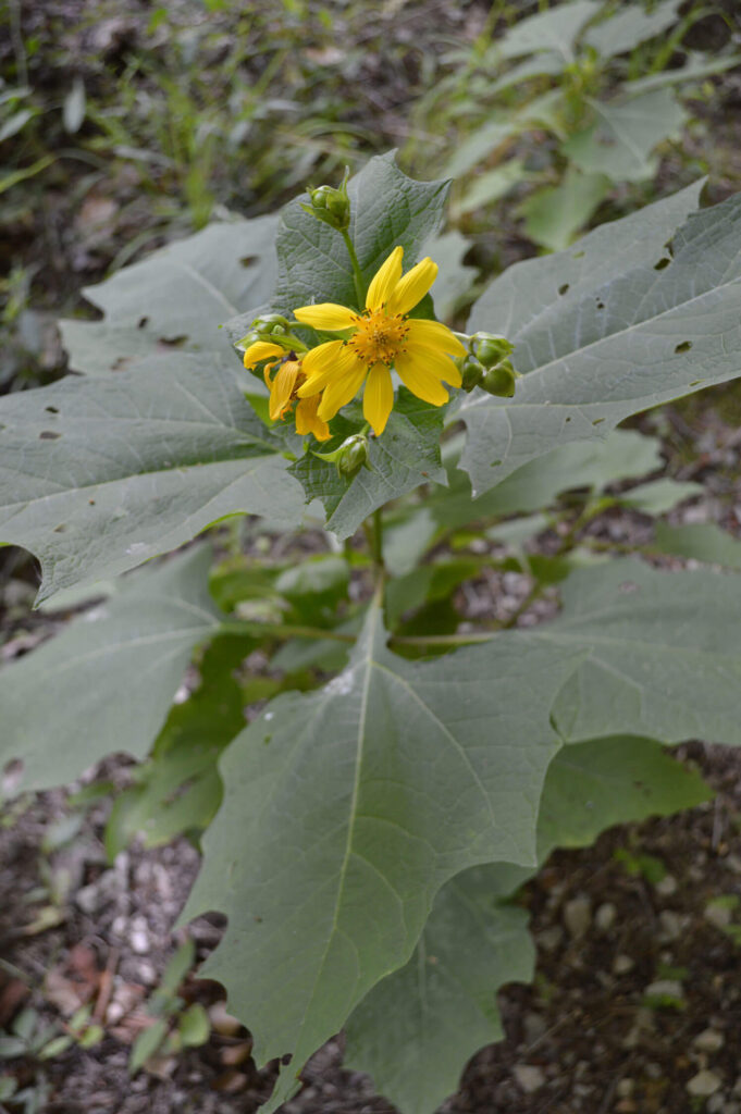 Bear's foot, photo by Paul Jacobs