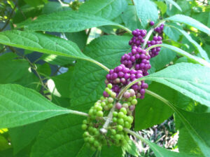 American Beautyberry