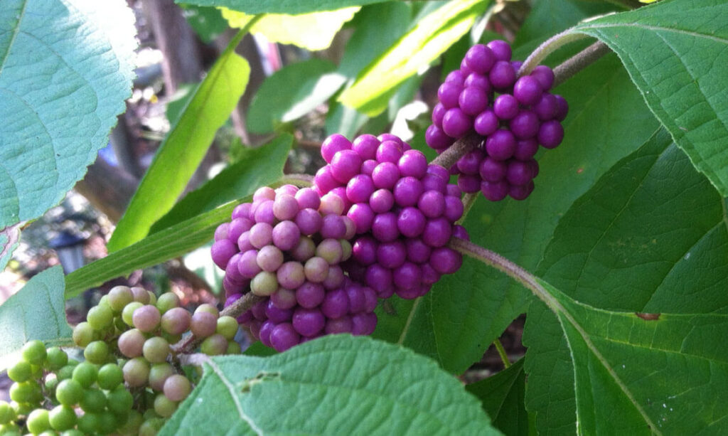 American Beautyberry