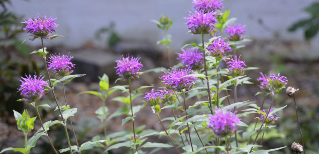 Purple bee balm