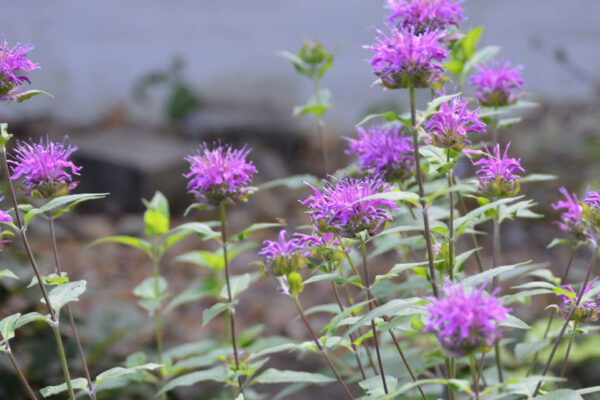 Purple bee balm