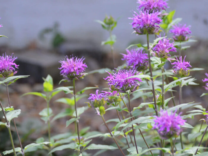 Purple bee balm