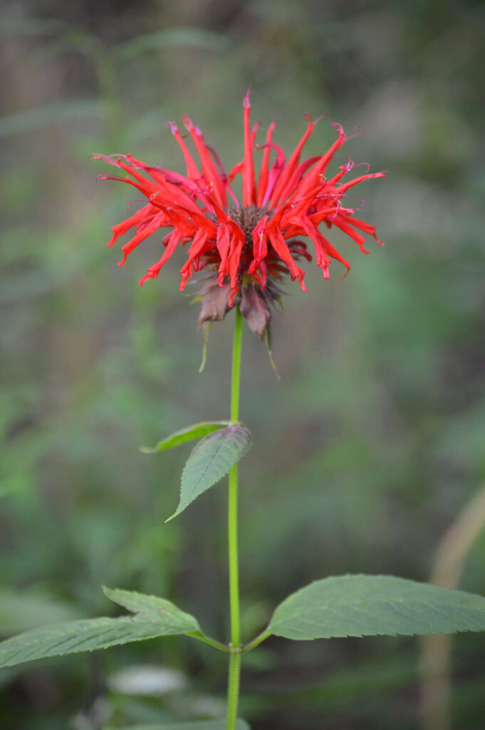 Scarlet bee balm