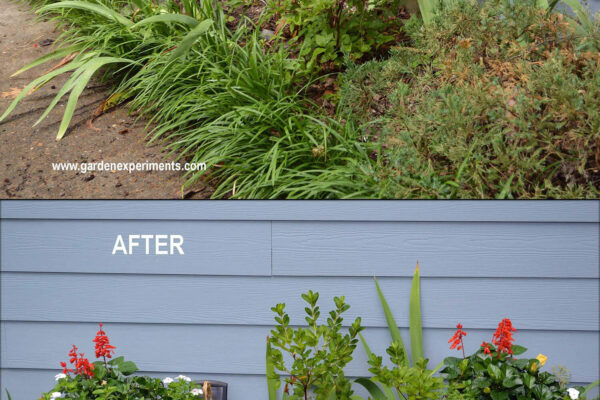 Adding color to a garden with poor soil using container gardens