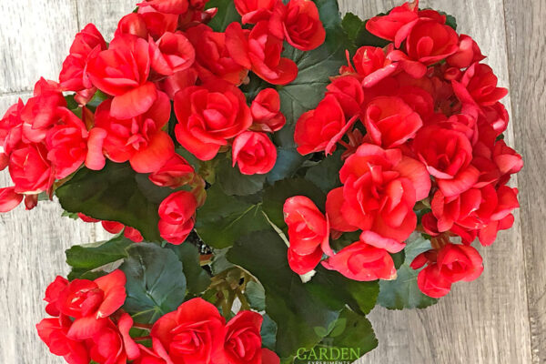 Red Rieger Begonia plant with lots of blooms