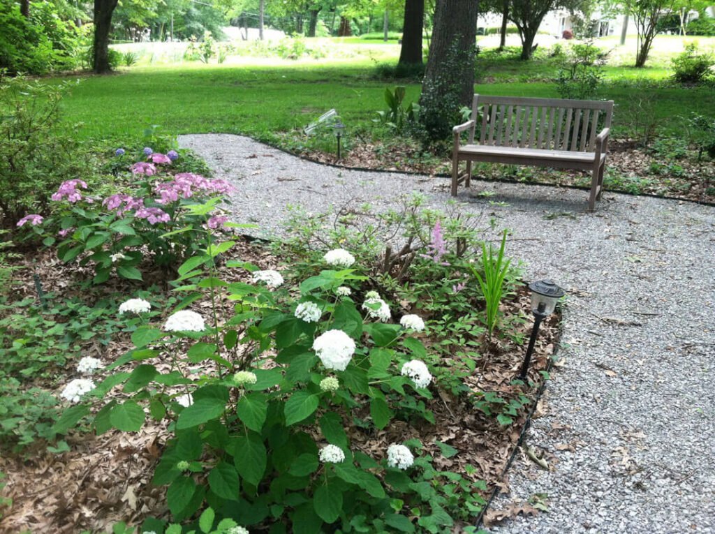 Gravel path with shrubs under 5 trees