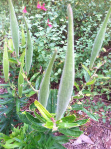 Seed Pod