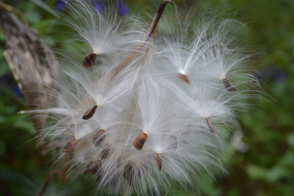 Butterfly weed seeds