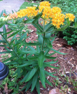 Butterfly Weed