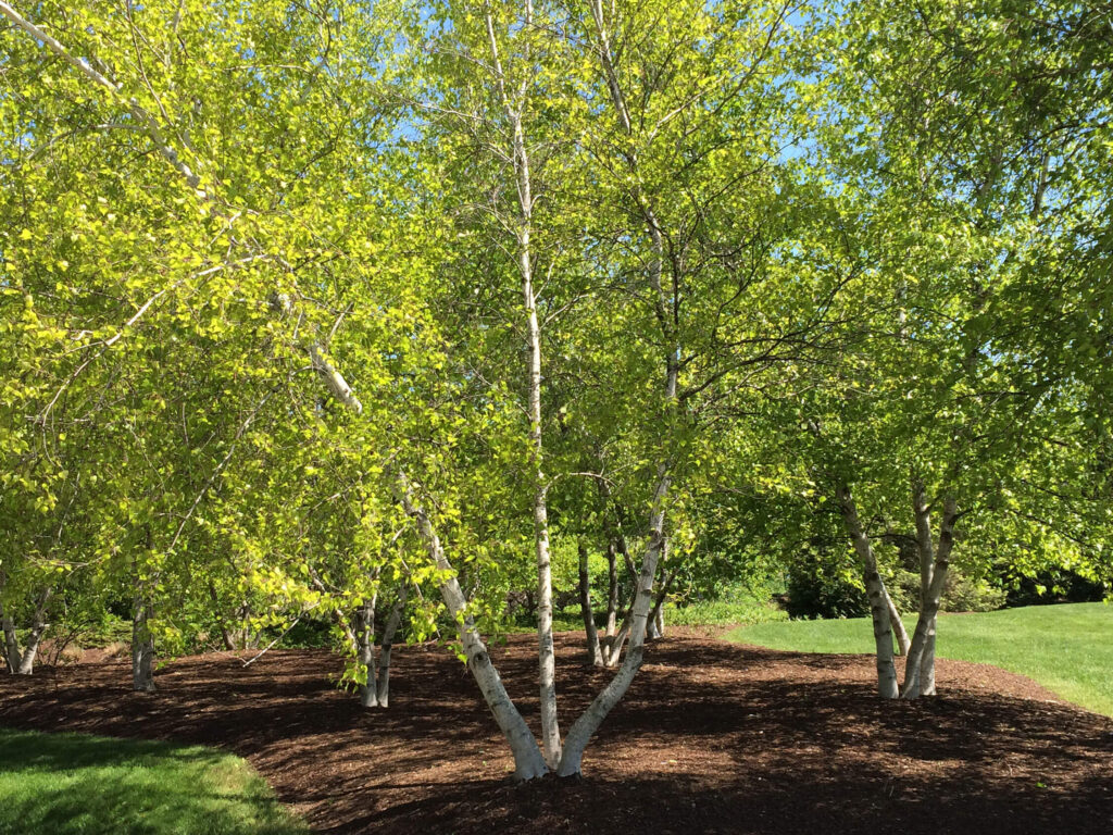 Aspen trees