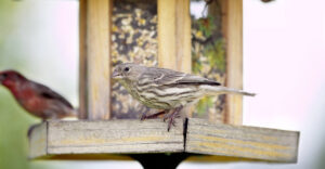 Birds at a feeder