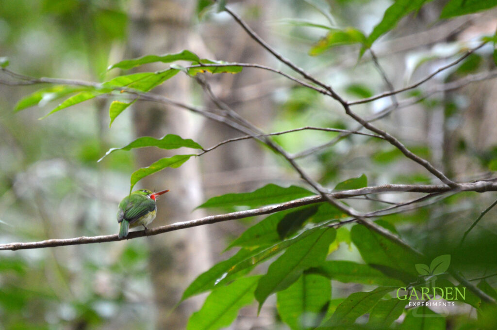 Puerto Rican Tody