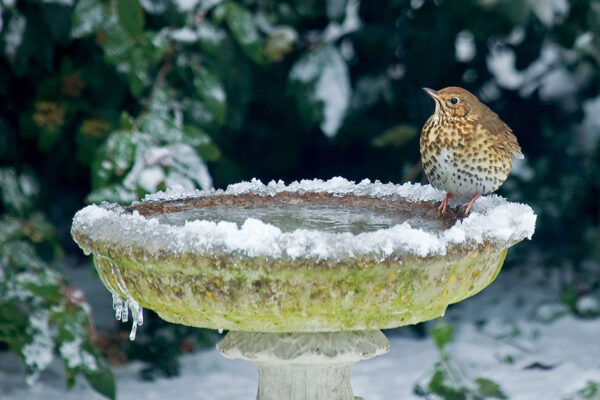 Frozen bird bath with bird sitting on the edge