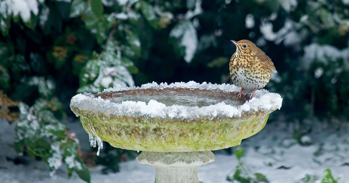 Frozen bird bath with bird sitting on the edge