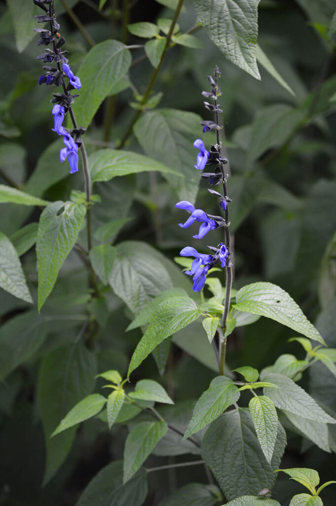 Black and blue salvia