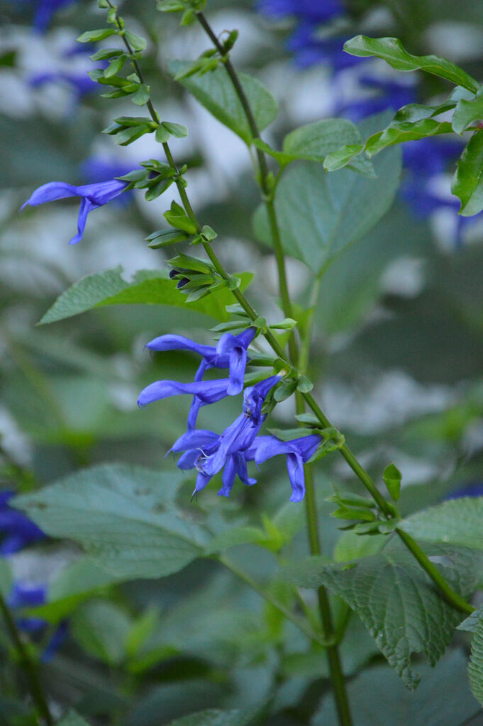 Black and blue salvia