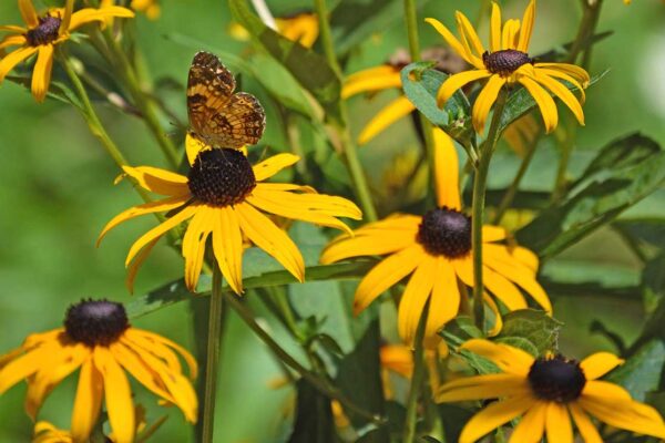 Black-eyed Susan flowers with a butterfly feeding on one flower