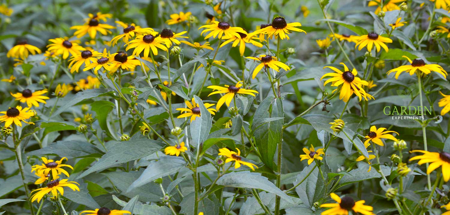 Black-eyed Susans in abundance